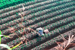 Aerial landscape photo of a Vietnamese woman with an Asian conical hat, planting the new rows of strawberry plants in the strawberry field. Picture taken on a sunny day at Dalat, Lam Dong, Vietnam