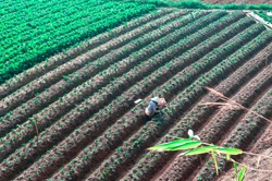 Aerial landscape photo of a Vietnamese woman with an Asian conical hat, working under the sun on the new rows of strawberry plants in the strawberry field. Picture taken at Dalat, Lam Dong, Vietnam
