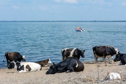 A herd of cows is resting on the beach by the river