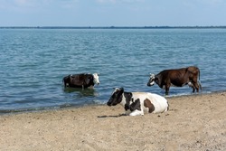 A herd of cows is resting on the beach by the river