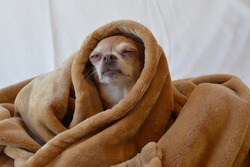 Cute Dog wrapped in soft blanket