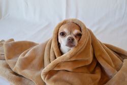 Cute dog wrapped in soft tan blanket