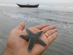 A dead star fish on the beach. Konkan region, India