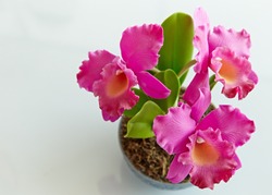 Pink orchid in a pot on the table