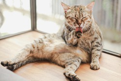 Adorable cat lying on wooden floor while licking his paw, happy cat washes, washing her tongue