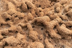 Anthill. Ant colony close-up. Small brown dunes made of mud excavated by ants are scattered all over the area.