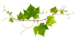 Small fresh branch of grape vine on white background