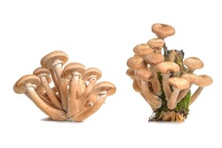 Forest mushrooms of Honey fungus Armillaria two groups with moss isolated  on a white background