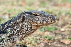 Komodo Monitor lizard dragon head closeup in Lumphini Park, Bangkok, Thailand