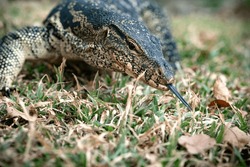 Komodo Monitor lizard dragon head forked tongue closeup in Lumphini Park, Bangkok, Thailand