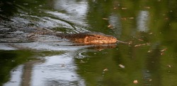 Komodo Monitor lizard dragon in water head closeup in Lumphini Park, Bangkok, Thailand