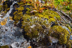 autumn tundra. lichens and colorful moss grow on the stone. Russia, Kamchatka