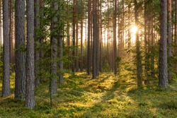 Forest scene with mossy ground in sunny evening in summer in Latvia