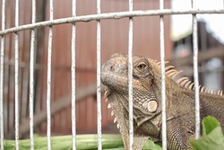 Close up of Iguana is a lizard reptile in the genus Iguana in the iguana family. The subfamily is Iguanidae. The reptile is inside the cage. Selective focus images