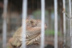 Close up of Iguana is a lizard reptile in the genus Iguana in the iguana family. The subfamily is Iguanidae. The reptile is inside the cage. Selective focus images