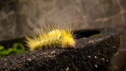Unfocuss yellow caterpillars with texture and leaf for background