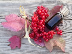 Twigs of the viburnum opulus shrub with red berries and tincture in a glass bottle on a wooden table top view. Medicinal plant european cranberry bush for the preparation of vitamin drinks