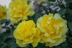 macro photography of a yellow rose flower. Flowers background. Natural background.