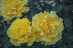 macro photography of a yellow rose flower