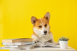 Cute corgi dog reading the book on yellow background