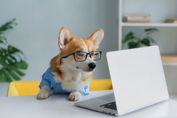 Cute corgi dog looking into computer laptop working in glasses and shirt