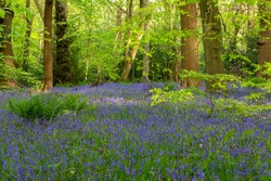 Common English bluebell carpets in ancient woodland. Ecclesall Woods in Sheffield. Spring time. 