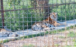 The Wild Tiger In A Zoo Cage