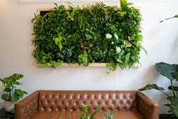 Floating plants on wall over brown leather couch, vertical garden indoors