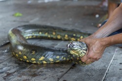 A green anaconda snake (also known as giant or common anaconda, common water boa or sucuri) with it's mouth open showing missing teeth while being held around the neck near the Amazon River in Brazil