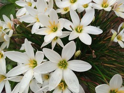 Beautiful white yellow lily flowers