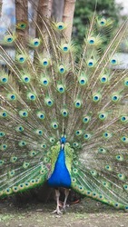 Peacock bird with unfolded tail