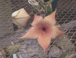 Stapelia gigantea in Bloom With Bud.
The plant has several common names - Giant Stapelia, Carrion Flower, Starfish Flower, Zulu Giant, and Giant Giant Stapelia