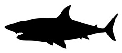 silhouette of a predatory fish shark vector illustration