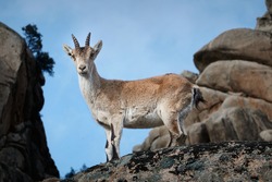 A mountain goat in La Pedriza. Sierra de Guadarrama National Park. Madrid's community. Spain