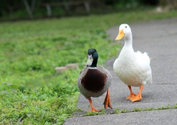 Goose and Duck walking down a path together