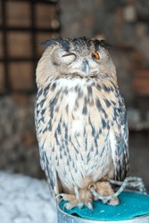 Adult owl, full body shot, from the front in the daytime atmosphere with orange eyes
