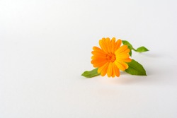 Calendula. Flowers with leaves isolated on white.
