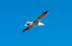 Seagull flying in the sky. Single seagull flying in a blue sky background. Silhouette  bird.  Marine birds