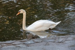 beautiful white swan swimming in the lake