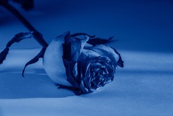Dried pink rose, beautiful faded flower on blue background,copy space, toned in blue color
