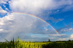 Rainbow above the rice fields that are growing during the rainy season which the fresh blue sky in Southeast Asia.