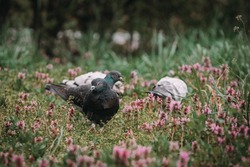 Pidgeon walking in the grass