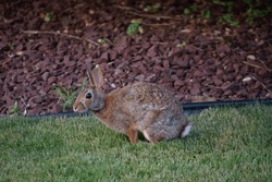 Backyard Rabbit Staring into the distance