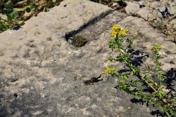 Yellow wild flowers growing in the crack of a stone in a path