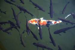 Koi carp swimming in a pond seen from above the surface