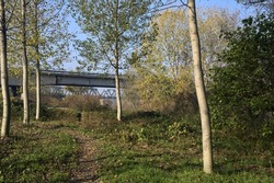Bridge  seen from a trail in a grove