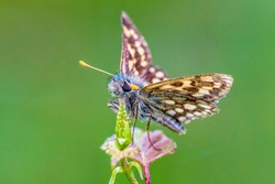 The chequered skipper (Carterocephalus palaemon), not to be confused with the large chequered skipper, is a small woodland butterfly in the family Hesperiidae. 