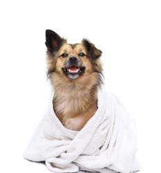 Happy mixed breed fluffy dog wrapped in a white towel after a bath isolated on white background.