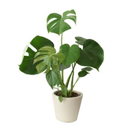 Decorative fresh Monstera deliciosa tree planted in a white ceramic pot isolated on white background. Fresh Swiss Cheese Plant with large glossy green leaves. 