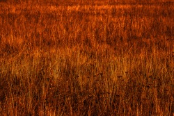 On an autumn evening, a twilight steppe landscape with dry grass and dried yarrow (Achillea millefolium). Selective focus.